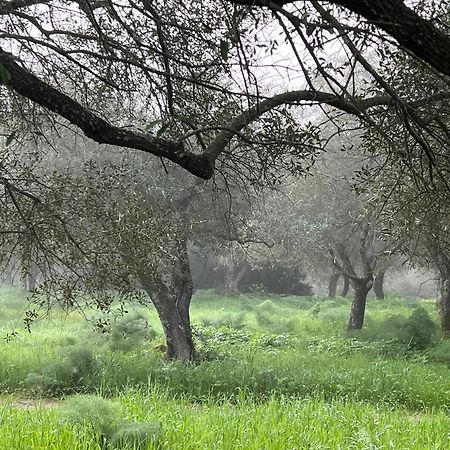 Muristene Pozzo Santa Cristina Paulilatino Luaran gambar