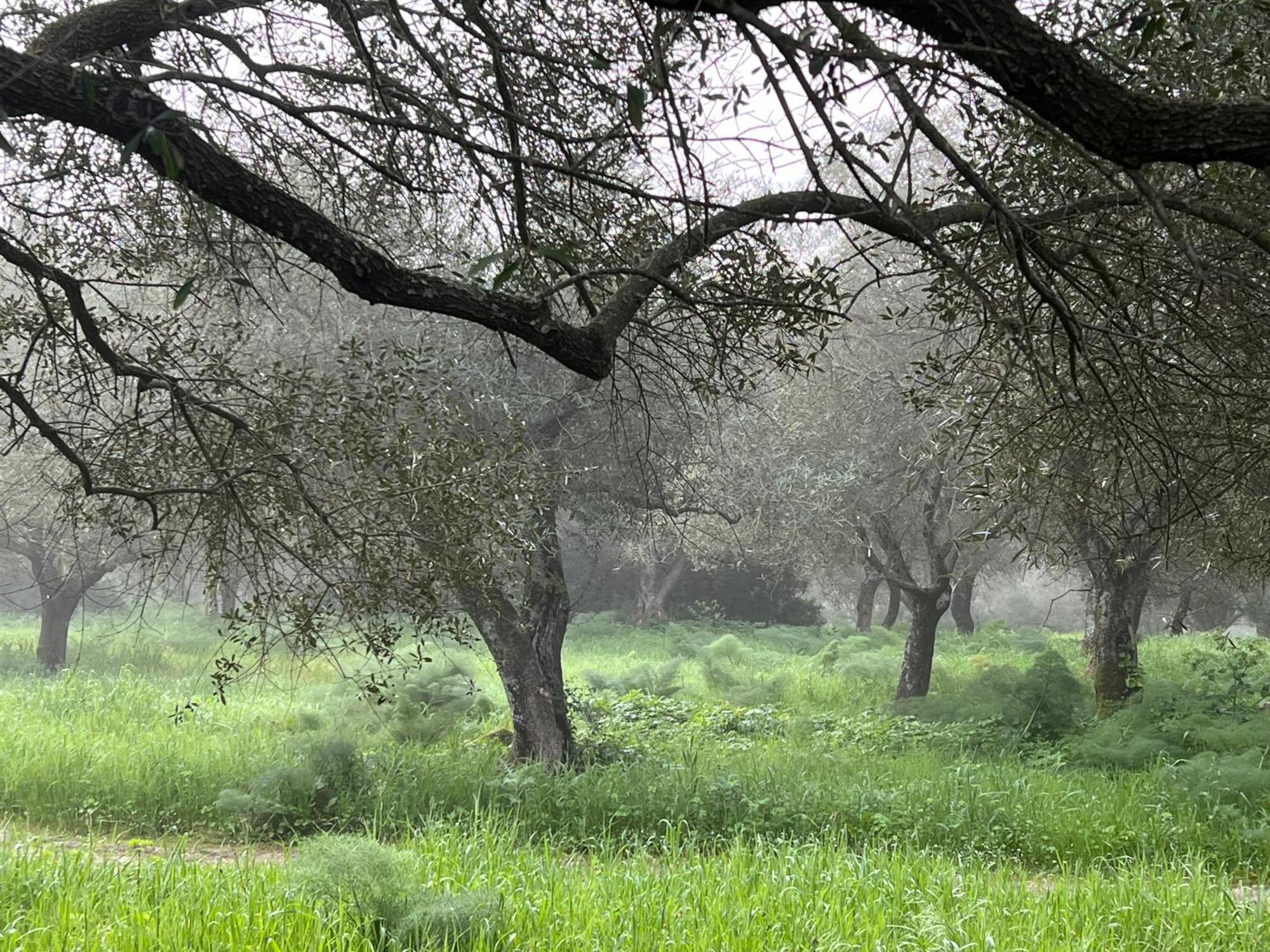 Muristene Pozzo Santa Cristina Paulilatino Luaran gambar